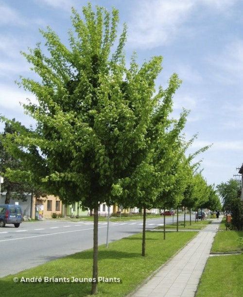 Photo Acer campestre 'Elsrijk'