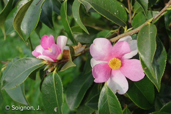 Photo Camellia 'Yume'