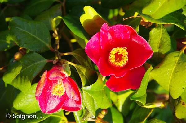 Photo Camellia japonica var. japonica