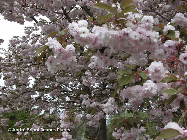 Photo Prunus serrulata 'Fugenzo'