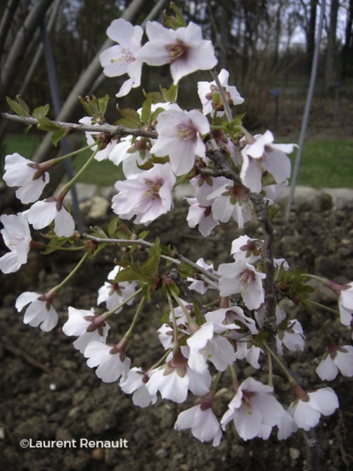 Photo Prunus incisa 'Kojo-no-mai'