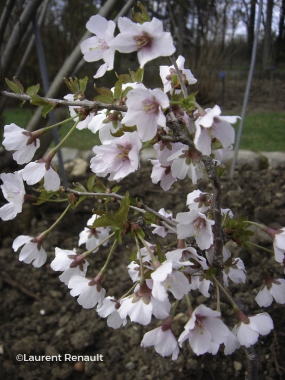Image de Prunus incisa 'Kojo-no-mai'