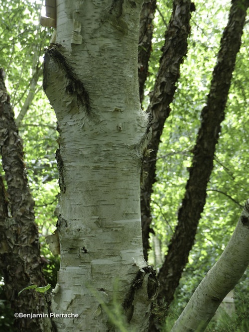 Photo Betula utilis subsp. jacquemontii
