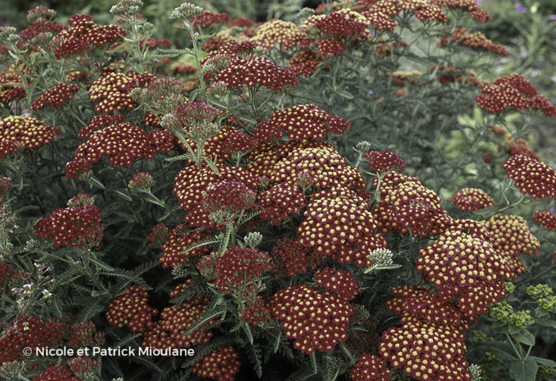 Image de Achillea millefolium 'Paprika'