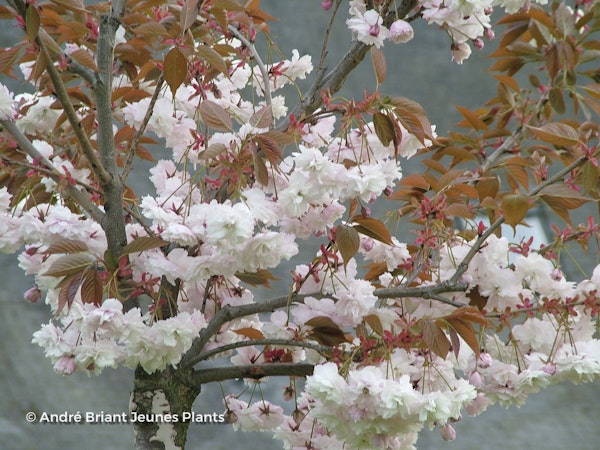Photo Prunus serrulata 'Fugenzo'