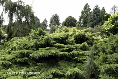 Photo Juniperus x pfitzeriana 'Pfitzeriana Aurea'