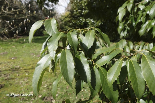 Photo Quercus glauca