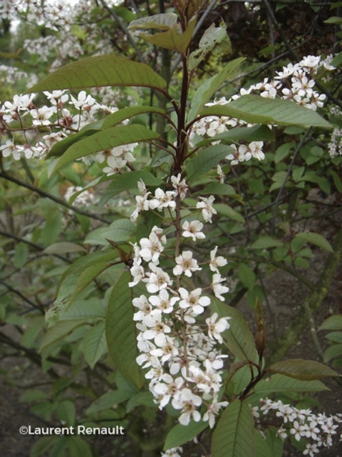 Photo Prunus padus 'Colorata'