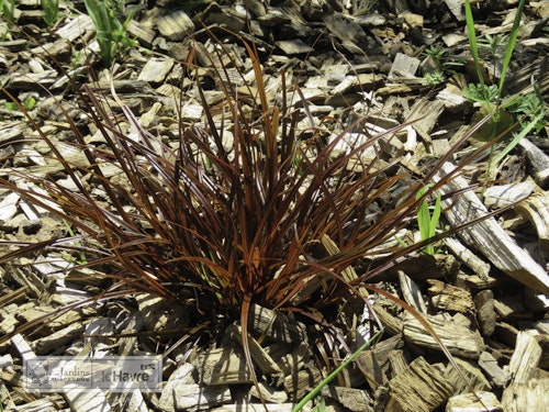 Photo Carex uncinata