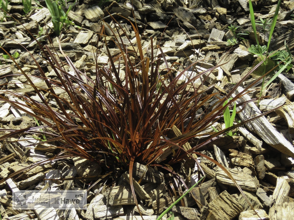 Image de Carex uncinata