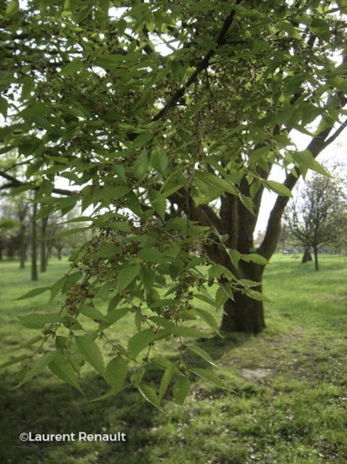 Photo Zelkova carpinifolia