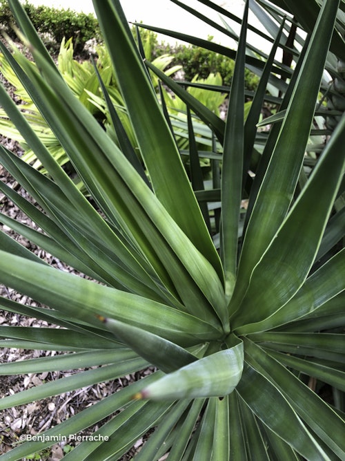 Photo Yucca gloriosa