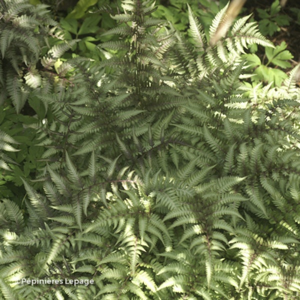 Photo Anisocampium niponicum ( Pictum Group )