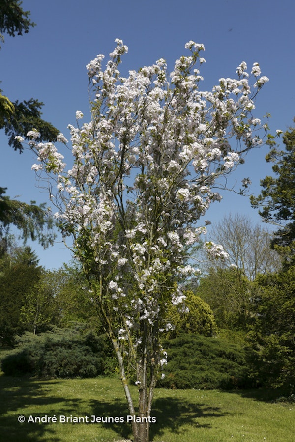 Photo Prunus 'Amanogawa'