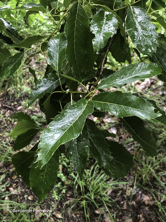 Image de Quercus acutissima