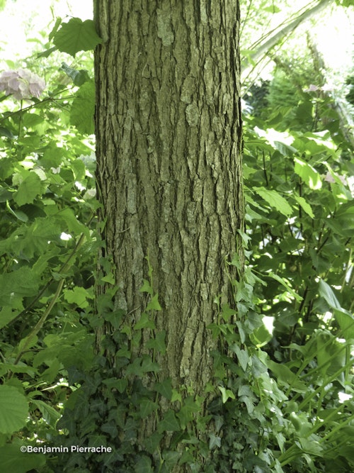 Photo Quercus bicolor