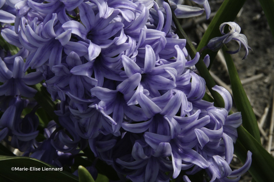 Image de Hyacinthus orientalis 'Blue Giant'