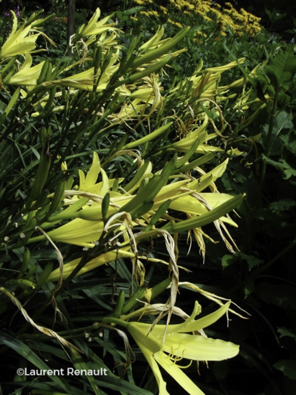 Photo Hemerocallis citrina