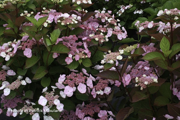 Photo Hydrangea macrophylla 'Dolgip' DOLCE® GIPSY ( DOLCE® series )