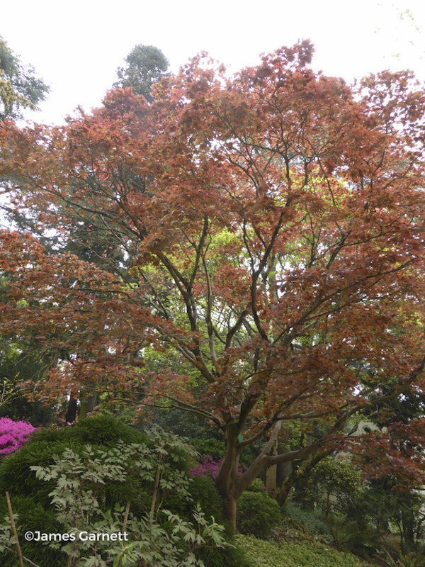 Photo Acer palmatum 'Atropurpureum'