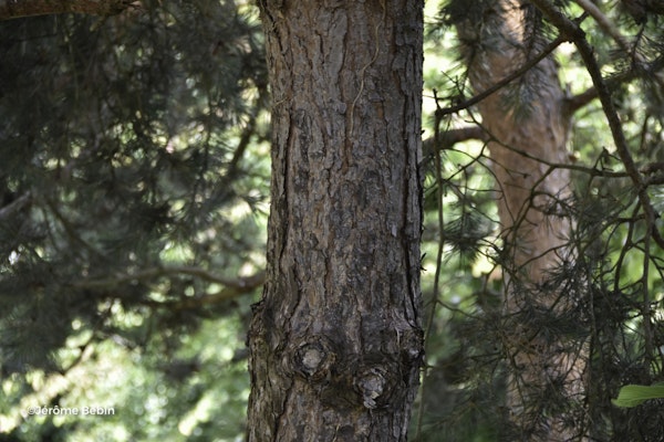 Photo Pinus sylvestris