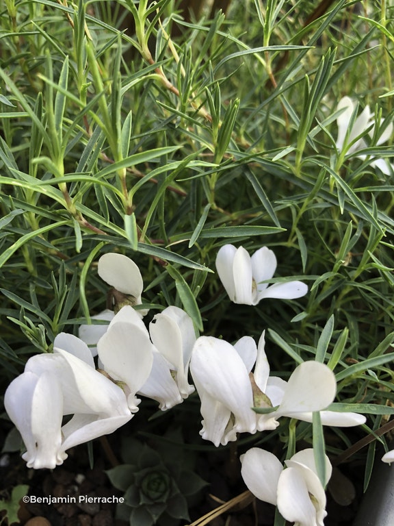 Image de Cyclamen hederifolium 'Ivy Ice Pure White' ( Ivy Ice series )
