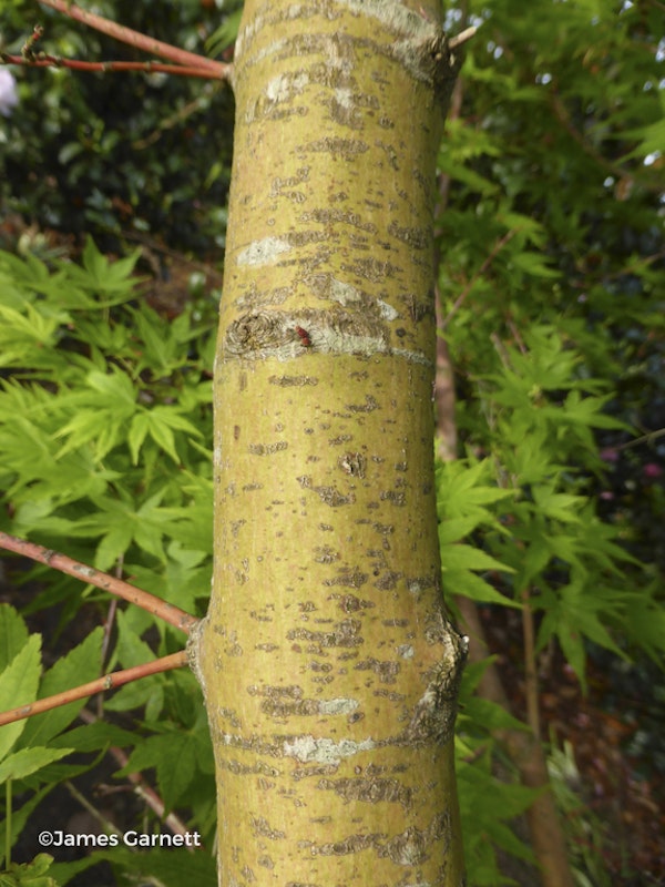 Photo Acer palmatum 'Sango-kaku'