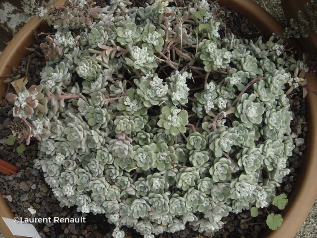 Image de Sedum spathulifolium 'Cape Blanco'