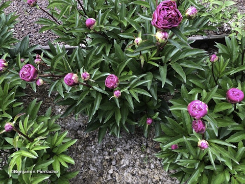 Photo Paeonia lactiflora