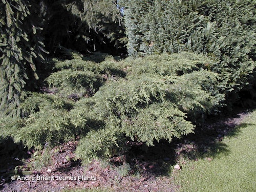 Photo Juniperus x pfitzeriana