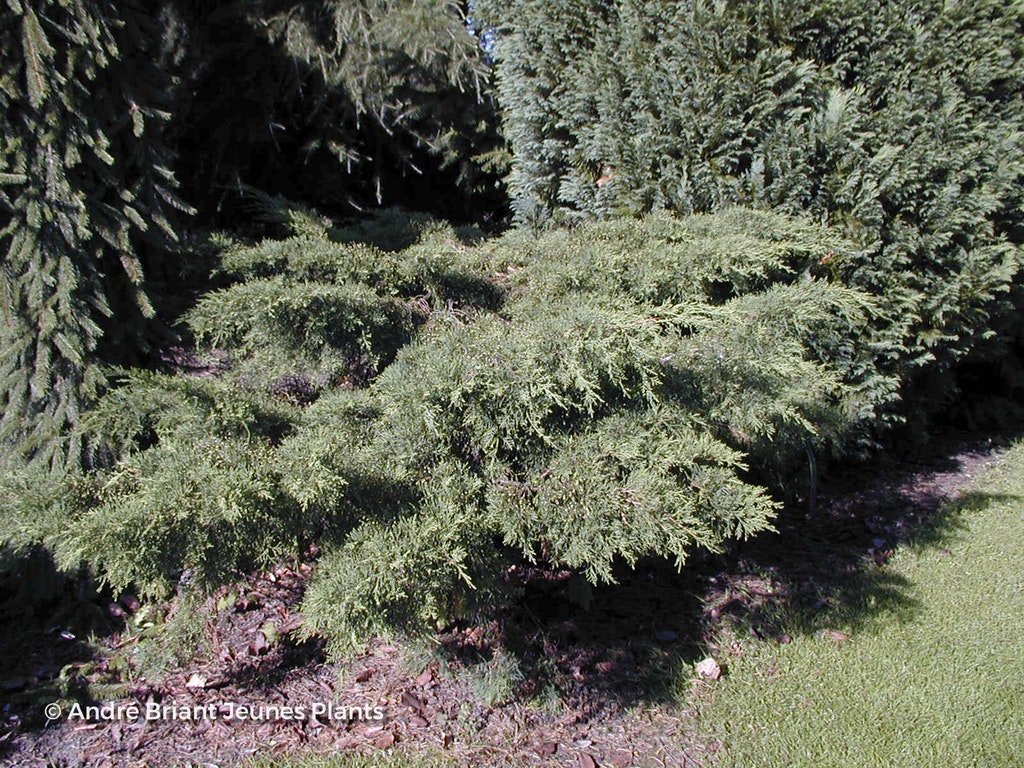Image de Juniperus x pfitzeriana