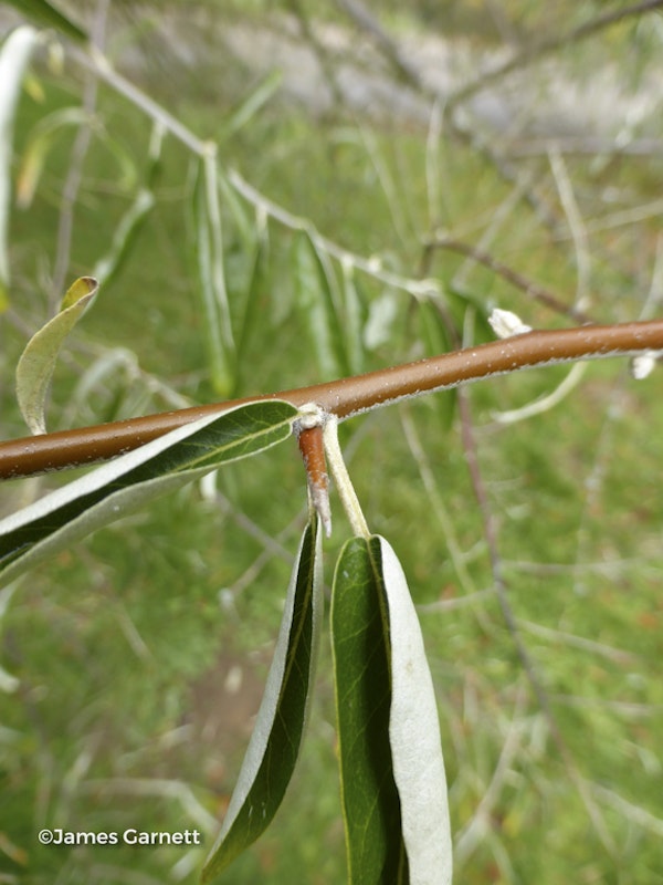 Photo Elaeagnus angustifolia