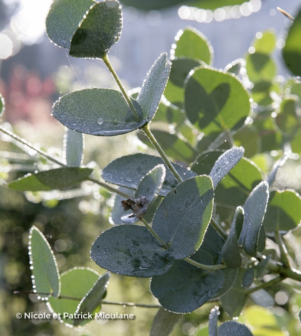 Photo Eucalyptus gunnii