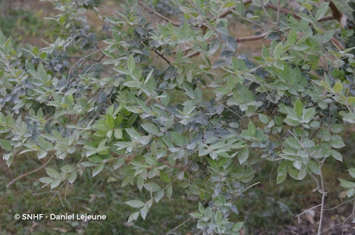 Photo Luma apiculata