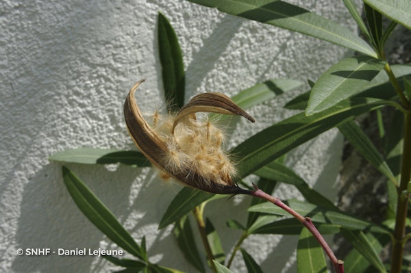 Photo Nerium oleander