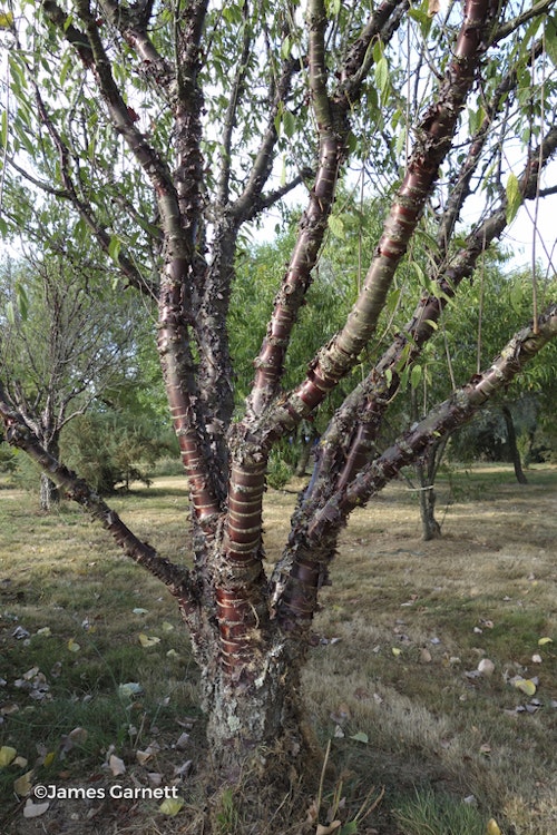 Photo Prunus serrula
