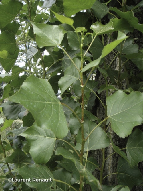 Photo Populus nigra 'Italica'