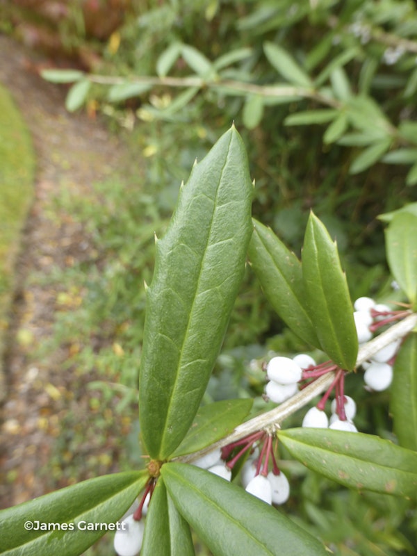 Photo Berberis pruinosa var. longifolia