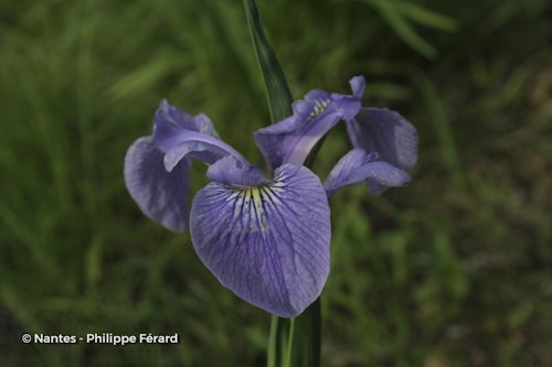 Photo Iris versicolor
