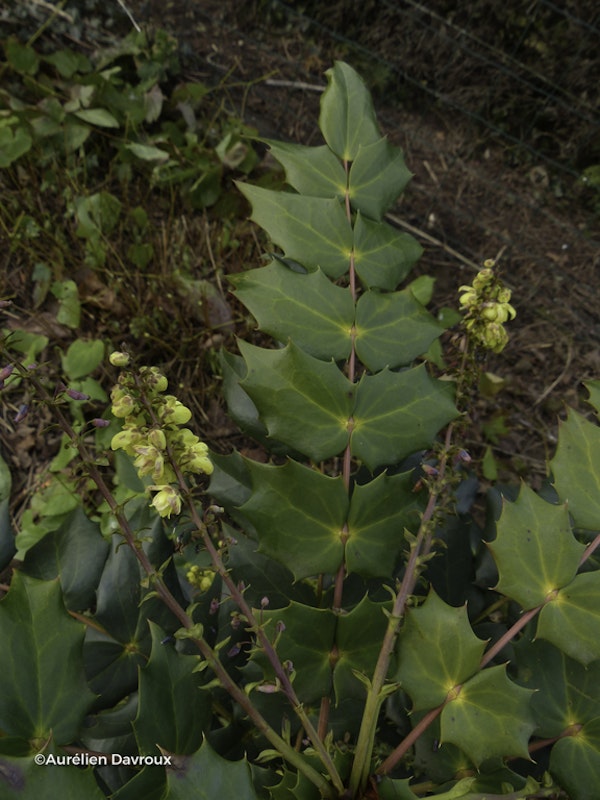 Photo Mahonia japonica 'Hivernant'