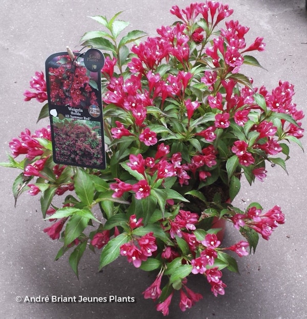 Photo Weigela 'Slingco1' ALL SUMMER® RED ( ALL SUMMER® series )