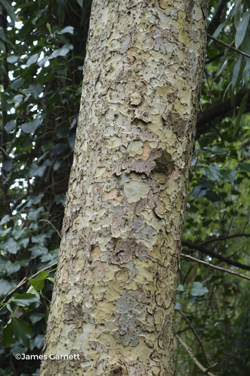 Photo Ulmus parvifolia