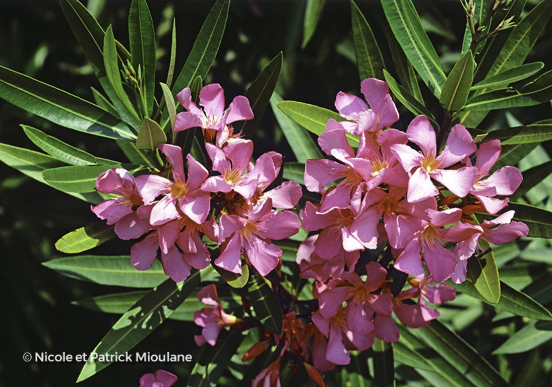 Image de Nerium oleander