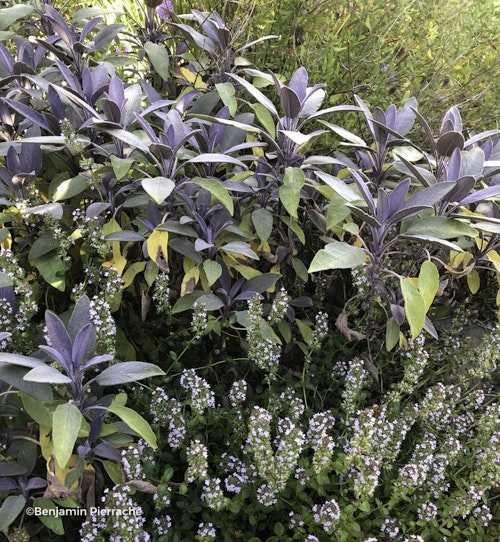 Photo Salvia officinalis 'Purpurascens'