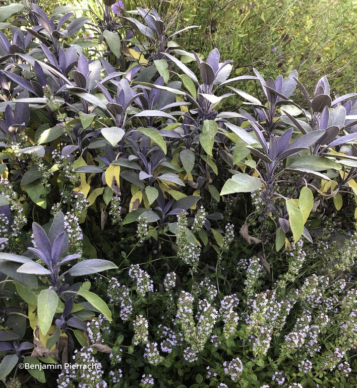 Image de Salvia officinalis 'Purpurascens'