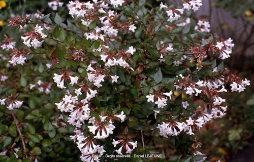 Photo Abelia x grandiflora