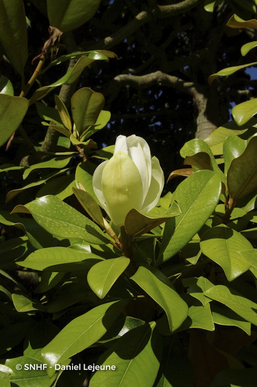 Photo Magnolia grandiflora