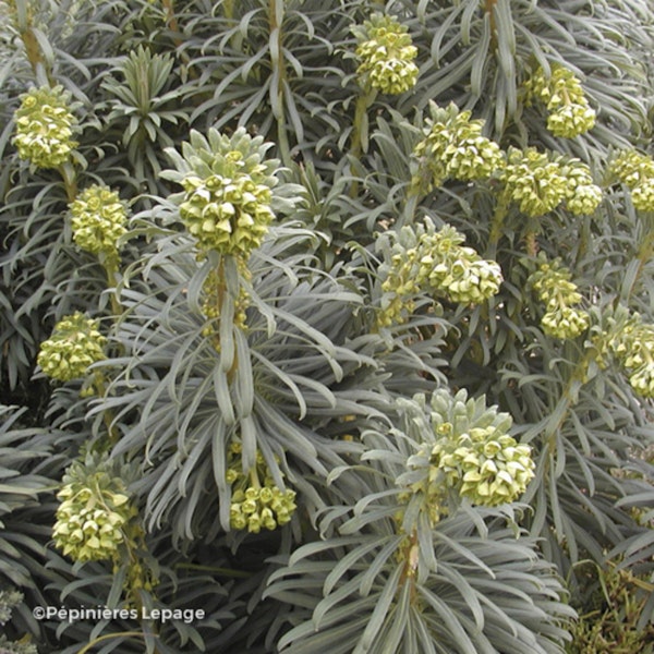 Photo Euphorbia characias