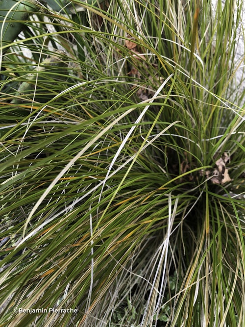 Photo Carex testacea