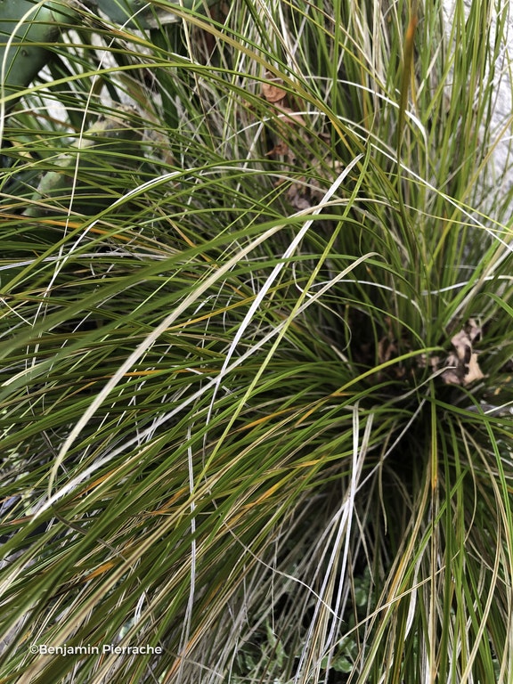 Image de Carex testacea